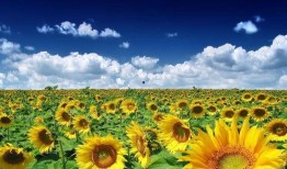 吃鸡向日葵套装爆料视频,炫酷外观与实用功能的完美结合